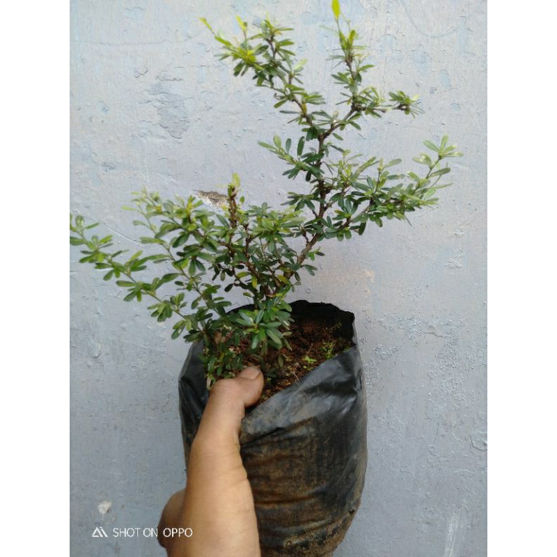 Bibit saeng simbur super mikro vietnam bahan bonsai