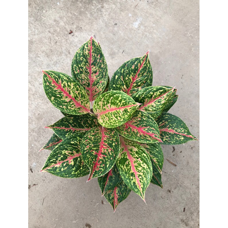 Aglaonema Mayang Rumpun