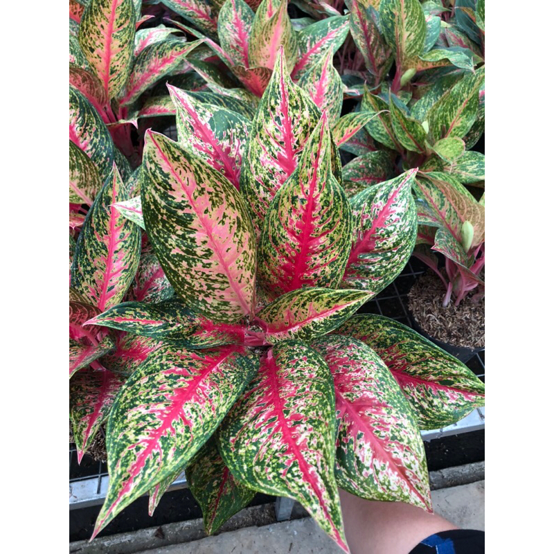 Aglaonema Hot Flaming Lady jumbo