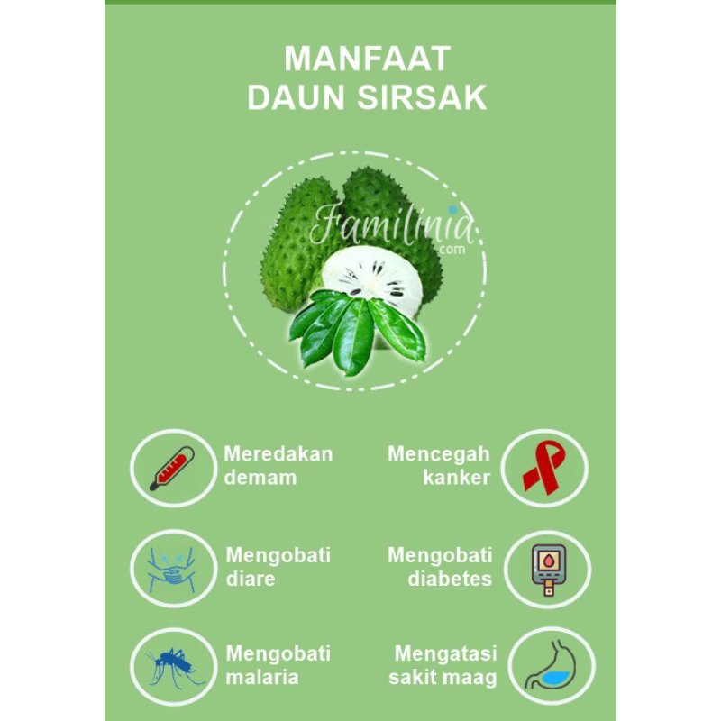 

Daun sirsak segar baru petik berkualitas