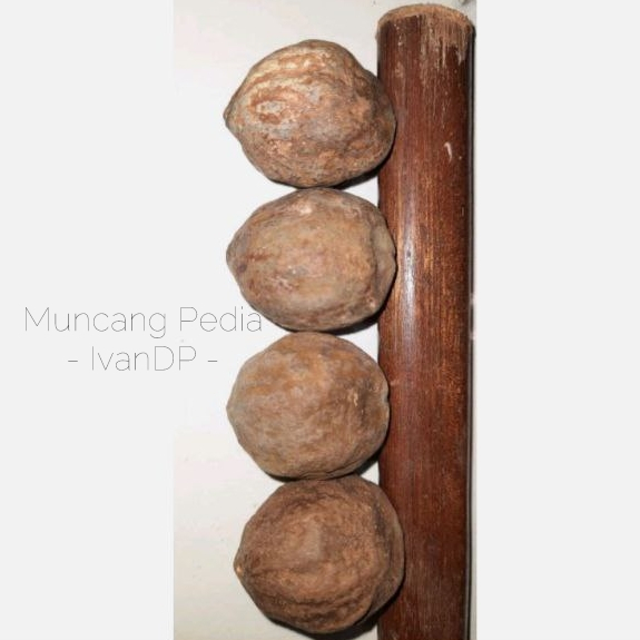 Muncang,Kemiri Adu Jenis Jalim Jawa  MuncangPedia IvanDP