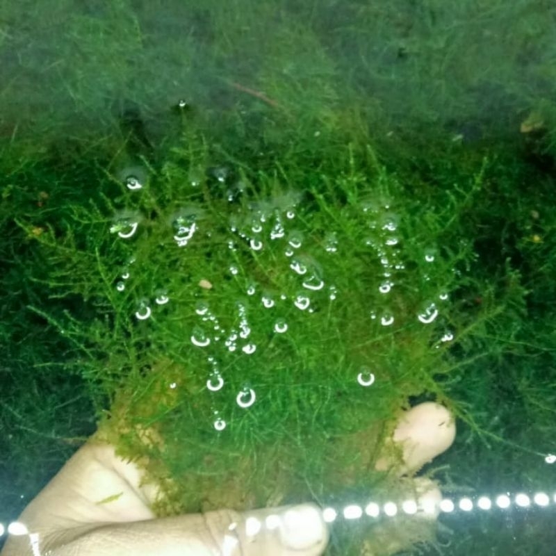 java moss / weeping moss / christmass moss paket kiloan murah