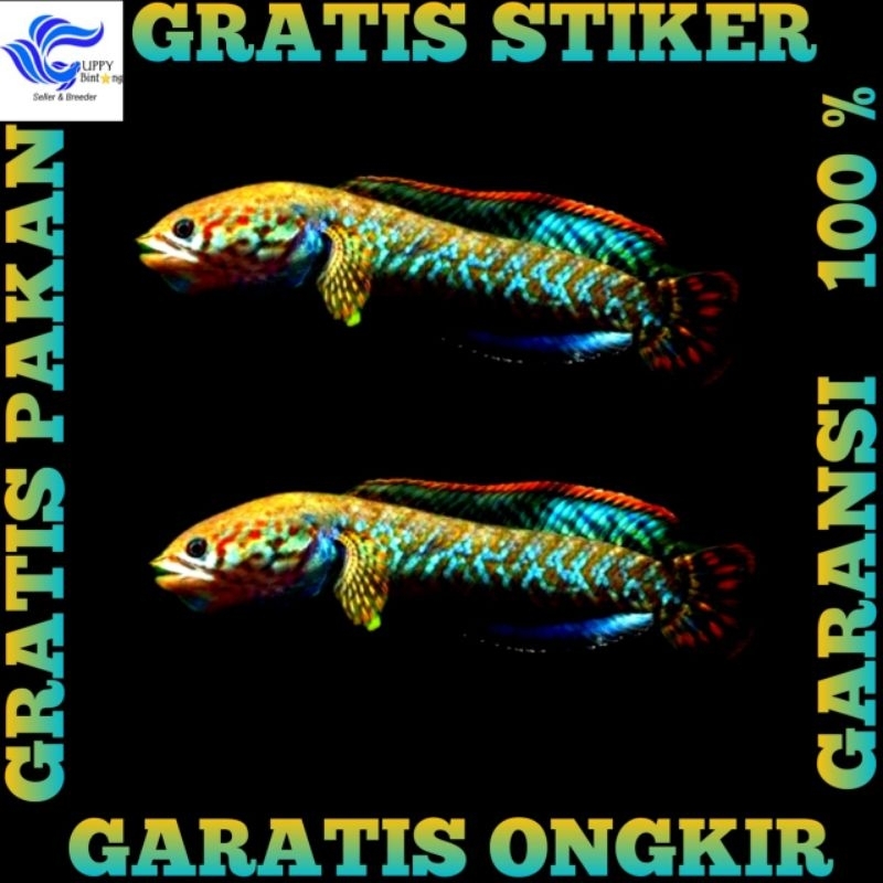 Channa Bleheri Super Premium Full Pelet 5-6 cm