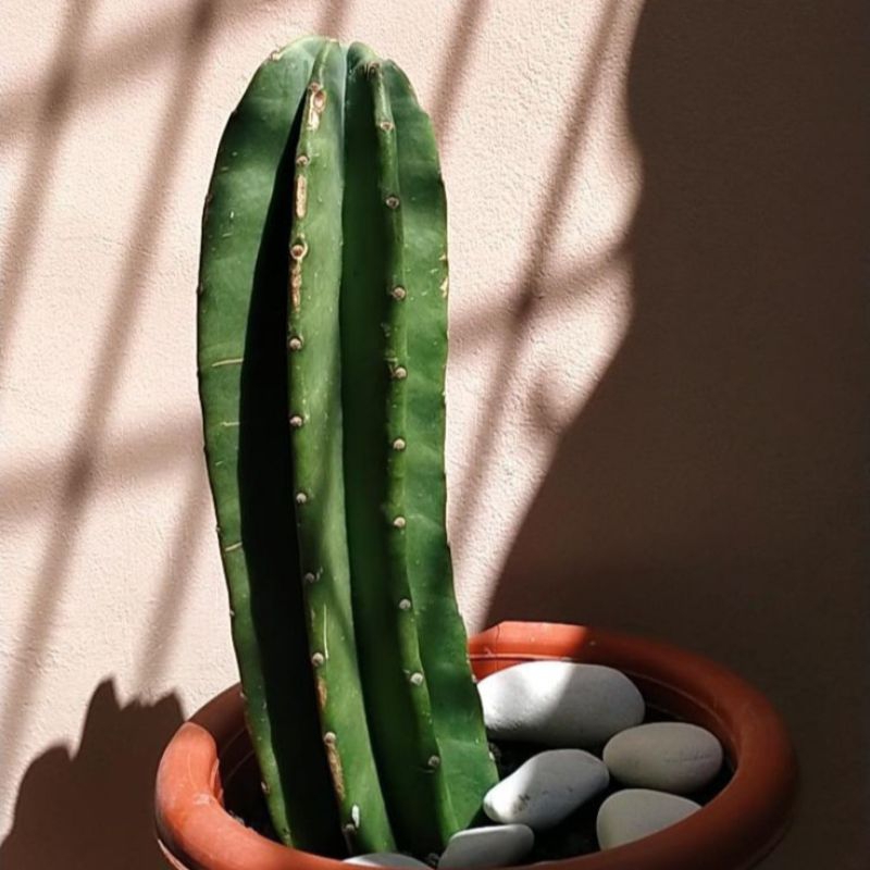 Kaktus KOBOI 10 cm & 15 cm non Duri & Kaktus Import dari Biji - Melocactus Matanzanus Var Varigata