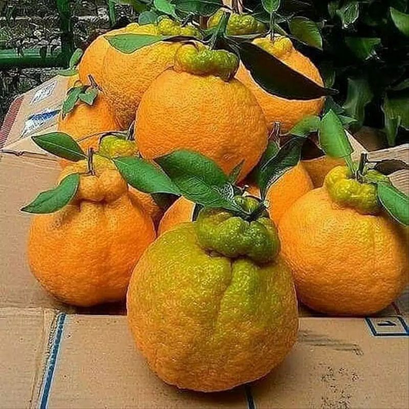 bibit jeruk dekopon super