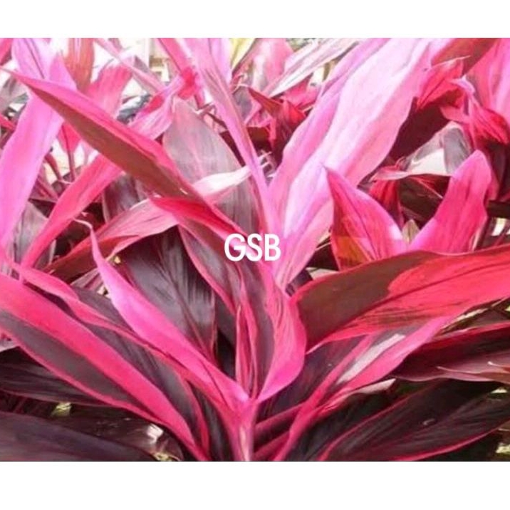 

Daun andong merah daun hanjuang merah segar 40 lembar pilihan