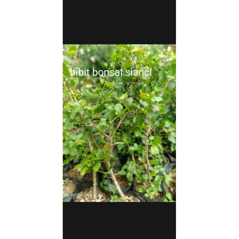 bibit bonsai sianci