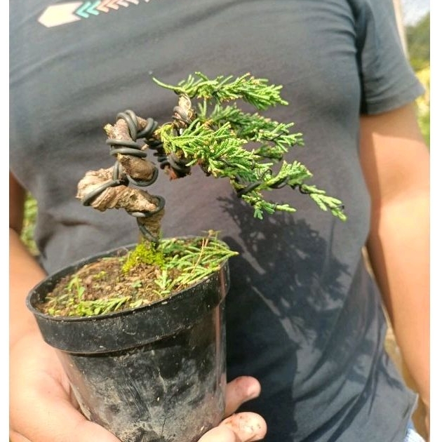 Bonsai cemara sinensis blue/ sinensis biru siap pajang meliyuk ekstrim