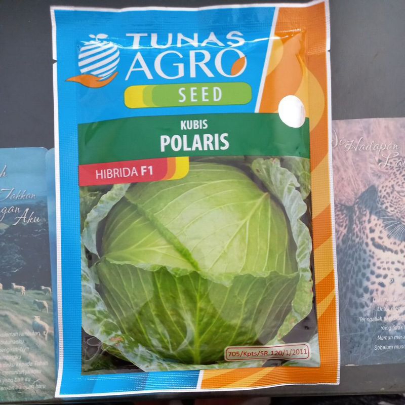 Kubis Polaris hibrida F1 kemasan 100 gram