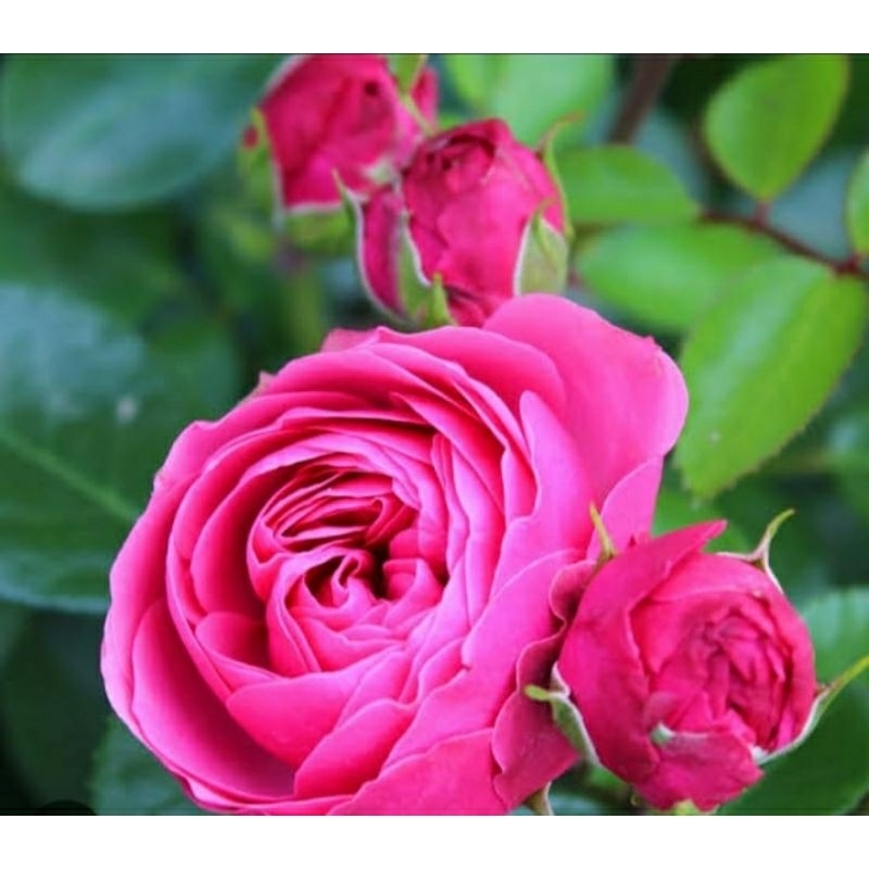 Bunga Mawar Import MAGIC ROKOKO-MAWAR HIDUP