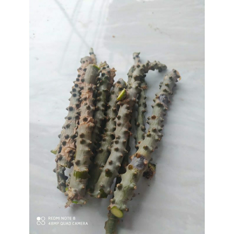 bibit Brotowali / bratawali fresh 20 cm siap tanam/bisa untuk sapih anak