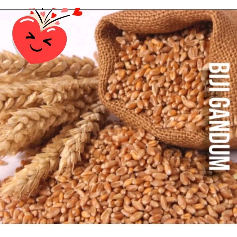 

BIJI GANDUM 1 KG .