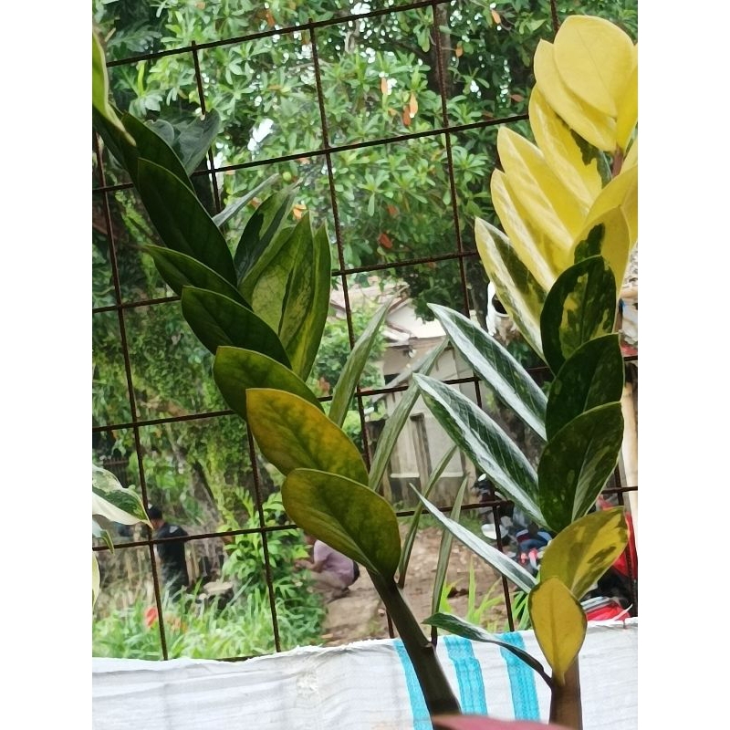 zamia variegata / zamia var