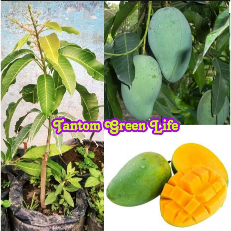 Bibit Mangga Harum Manis okulasi