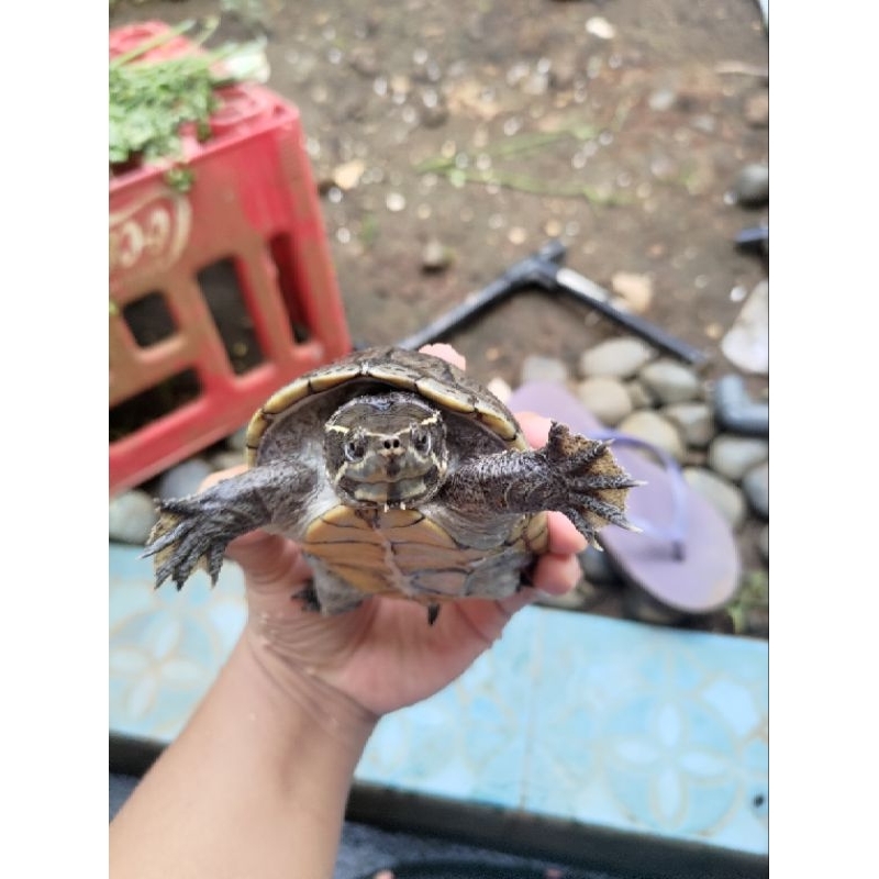 Kura Air Stinkpot Indukan Betina