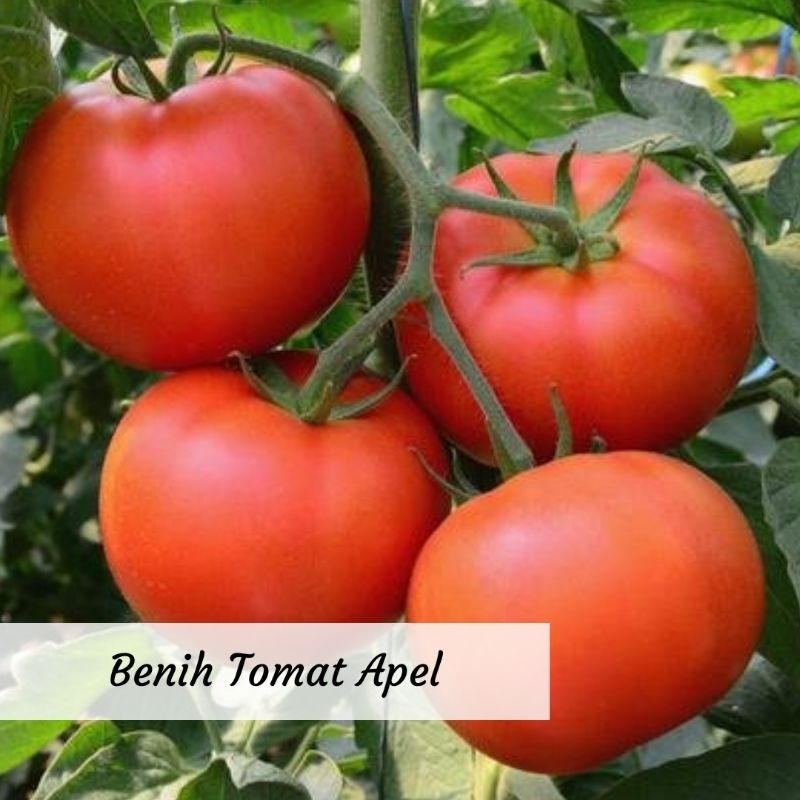 Benih Tomat Apel