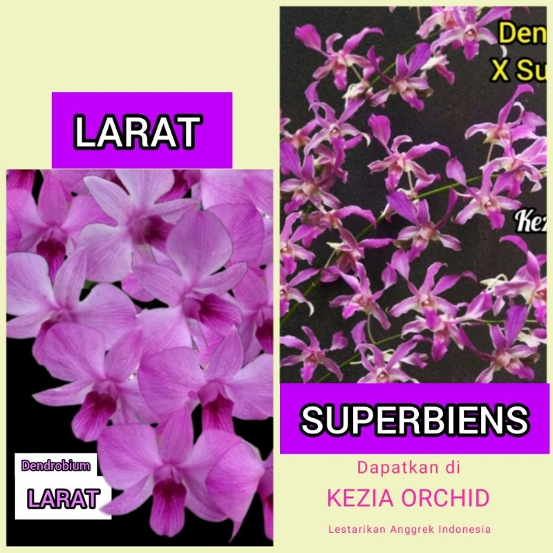 Koleksi Anggrek Jadulan: SPIKE/KNOP Superbiens dan Larat / Dendrobium Phalaenopsis; Dendrobium X Sup