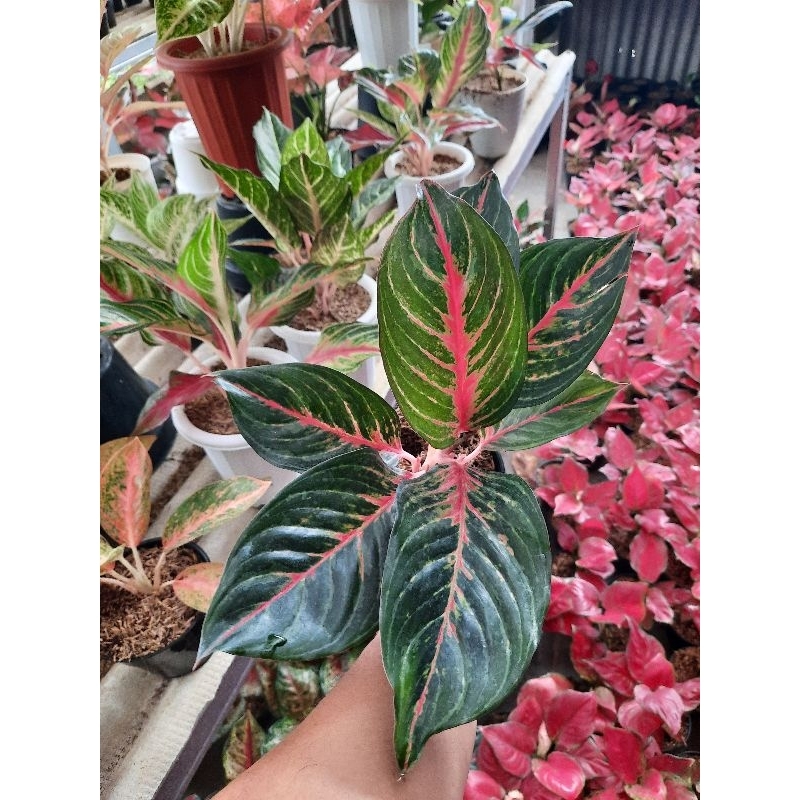 aglonema red borju dewasa