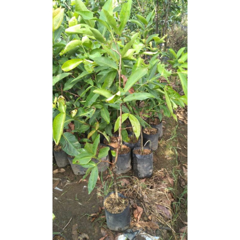 Bibit Jambu Air Cincalo Tebu