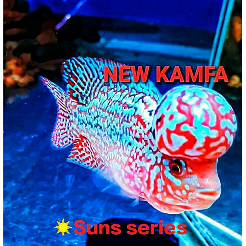 SUNS76 BURAYAK VIP KING KAMFA F2 BY MONGKOL ORI THAILAND