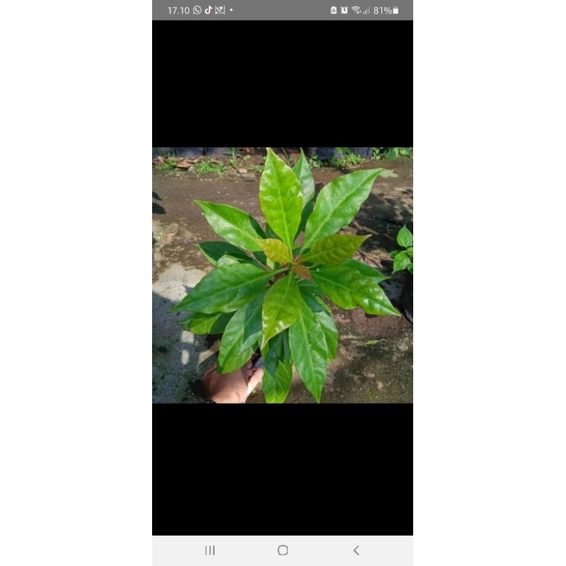 

daun tujuh jarum daun tujuh bilah.. daun anti kanker