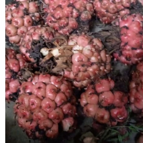 

honye tua asli 100% segar fresh 500 gram