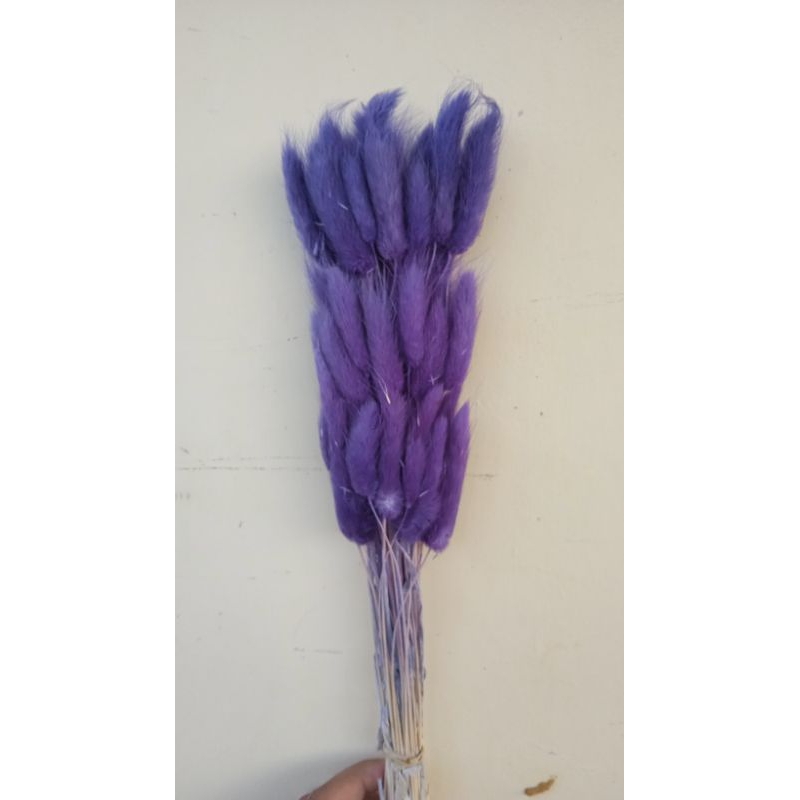 bunga kering lagurus, bunga lagurus ungu tua
