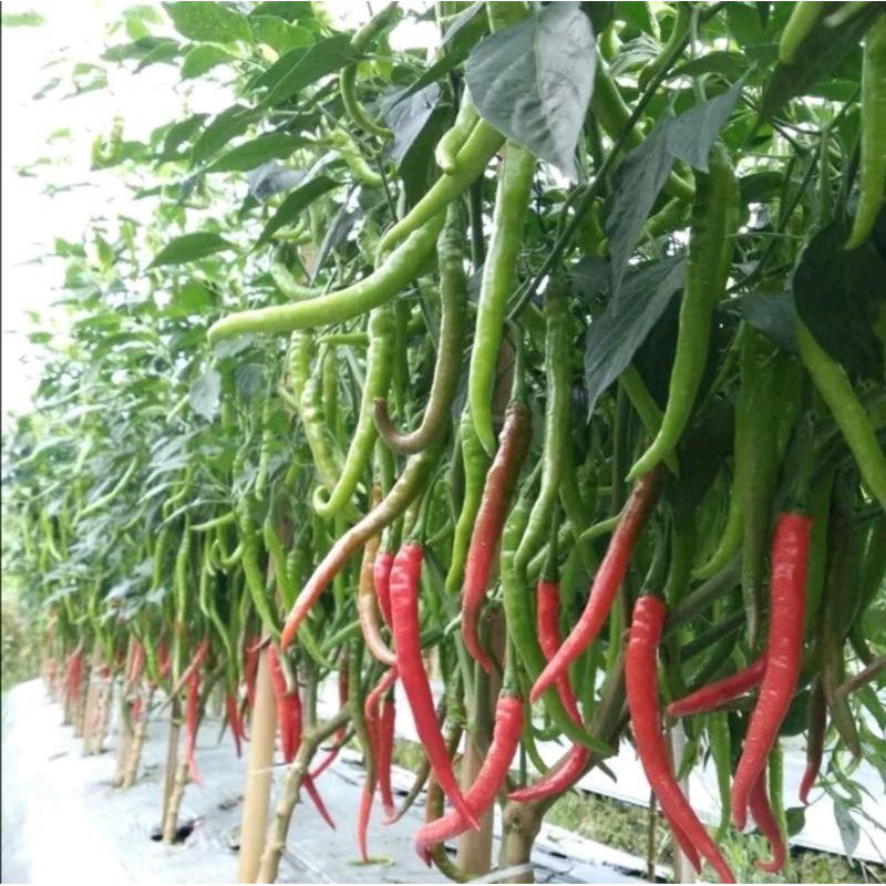 BENIH CABE KRITING MURAH 50+++