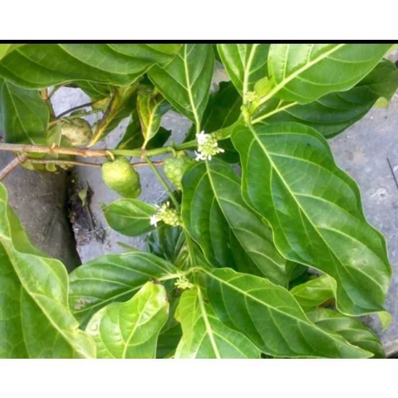 

DAUN MENGKUDU SEGAR 20PCS