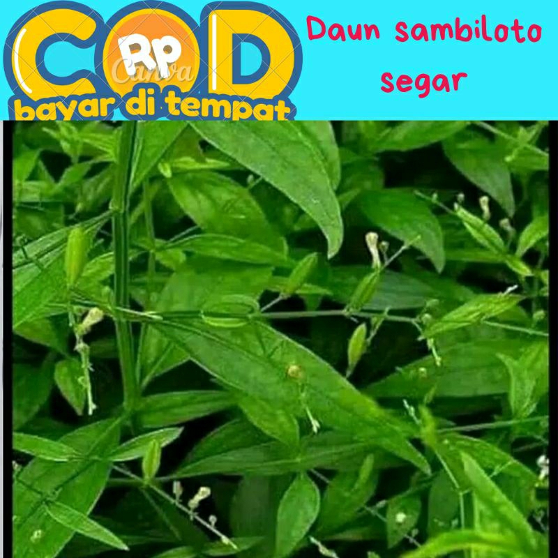 

daun sambiloto segar perhelai daun