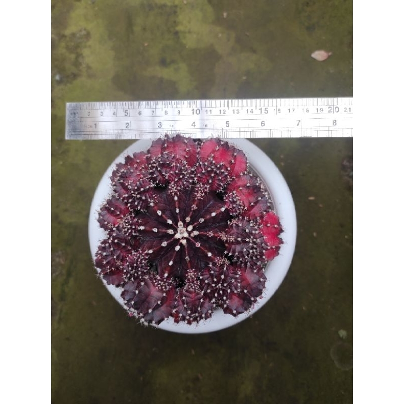 Tanaman hias kaktus gymno red korea impor jumbo cluster/big size