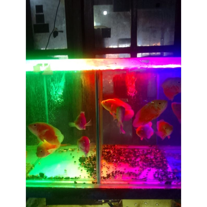 ikan oscar ukuran tanggung besar