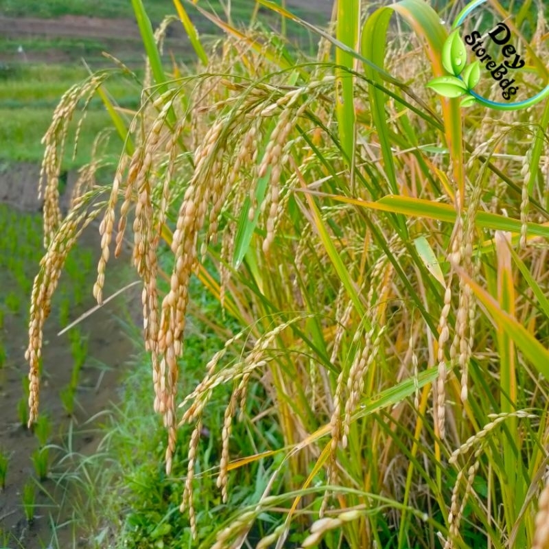 gabah padi aladin beras merah 1 kg