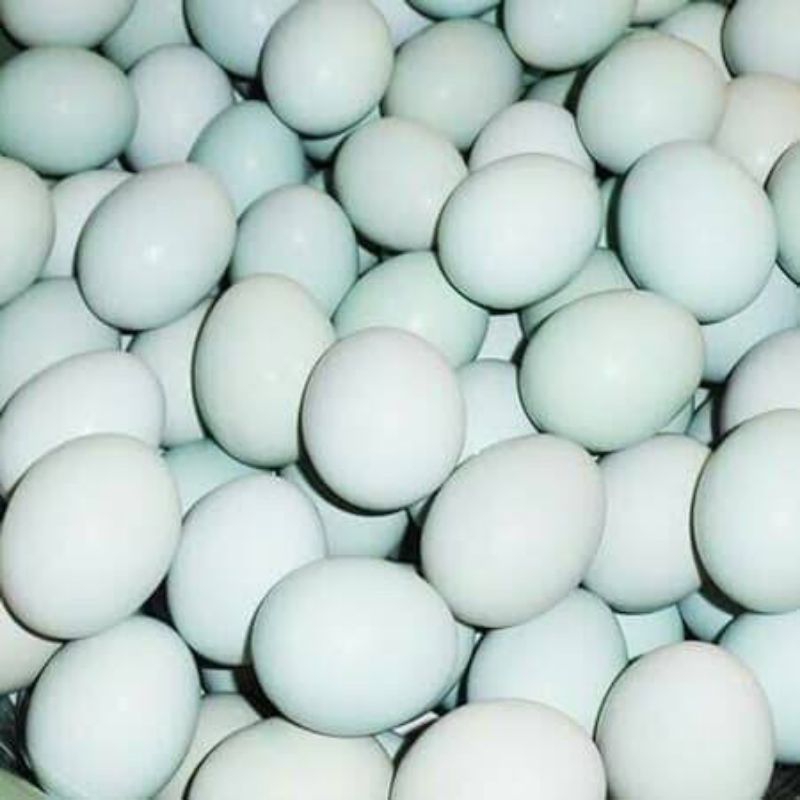 

Telur Bebek fresh. (fertil) 1 butir