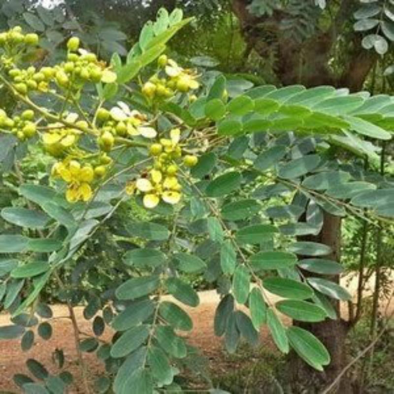 

DAUN JUHAR /jati cina 200g