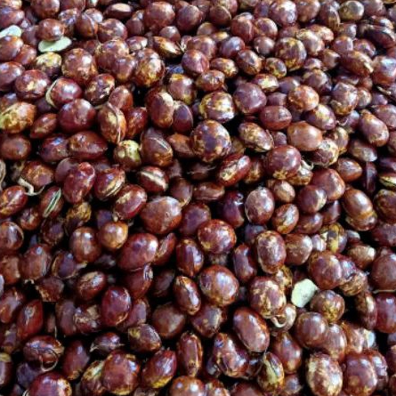 

Jengkol tua