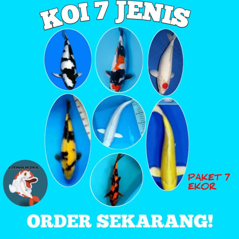 PROMO BIBIT KOI 7 JENIS GRADE A UK 8 - 12 CM PAKET 7 EKOR