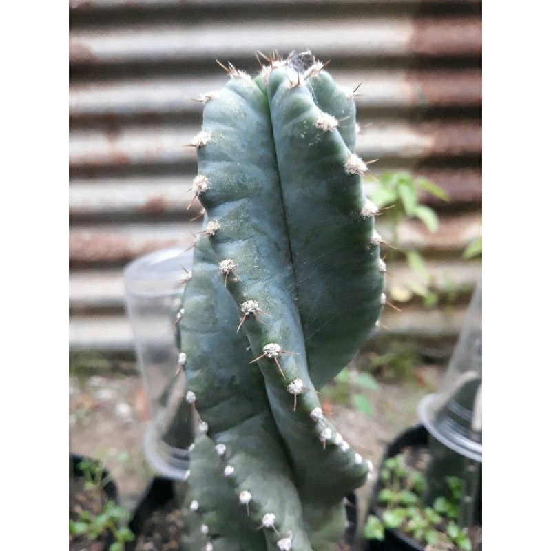 kaktus cereus forbesii sp spiral