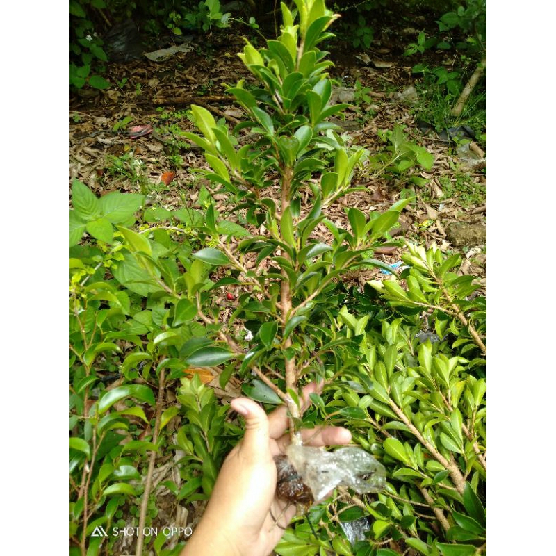 Bibit ficus elegan bahan bonsai cangkok 30-50cm