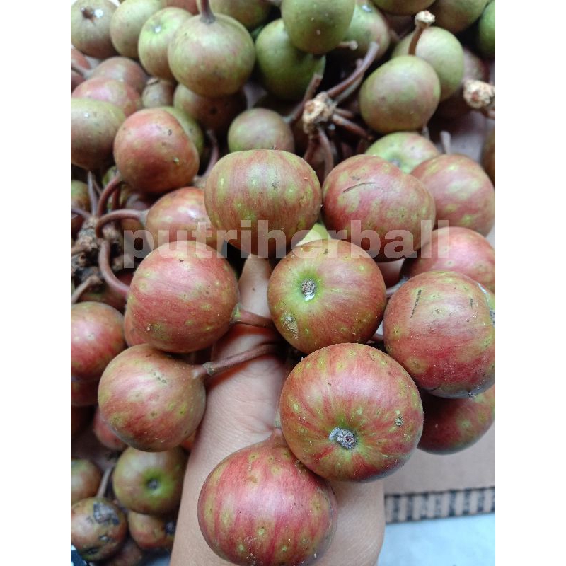 

BUAH KONDANG SEGAR COCOK UNTUK RUJAK BEBEK PER 500 GRAM