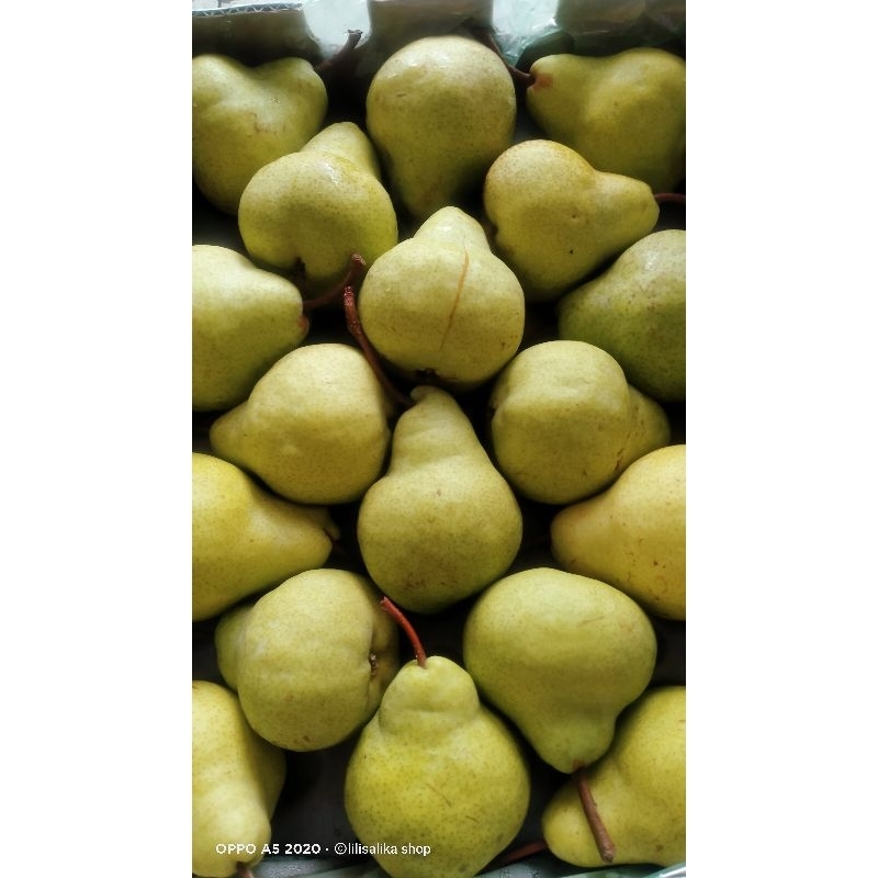 PEAR PACKHAM/PEAR HIJAU/PIR JAMBU MANIS