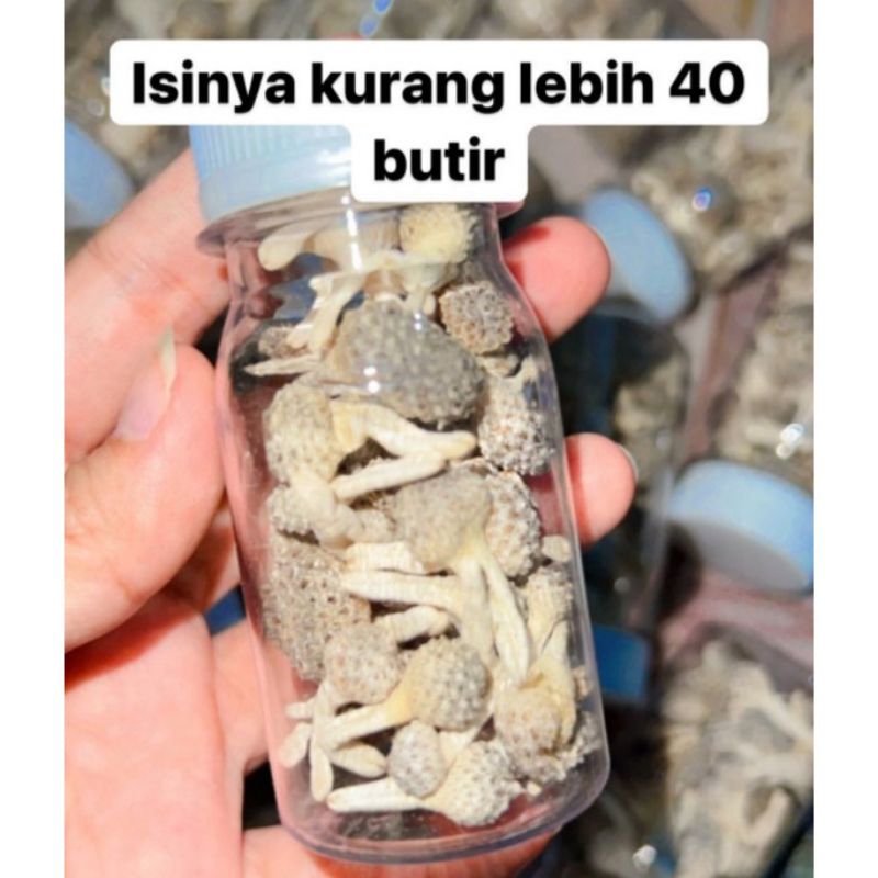 JAMU MPOT PUTIH ‼️TANPA DIPOTONG ASELI MADURA  ISI 40 BUTIR ‼️HERBAL BPOM
