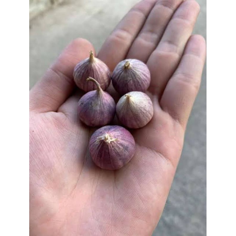 

bawang herbal'bawang lanang segar berat 100gram perkemasan