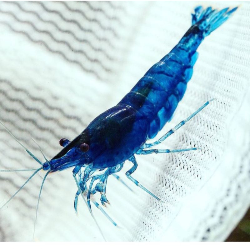 paket 100 pcs udang hias blue diamond akuarium aquascape