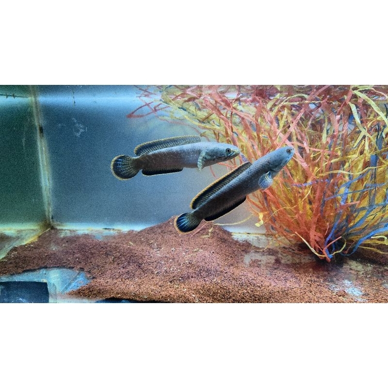 limbata pair size 15-16cm