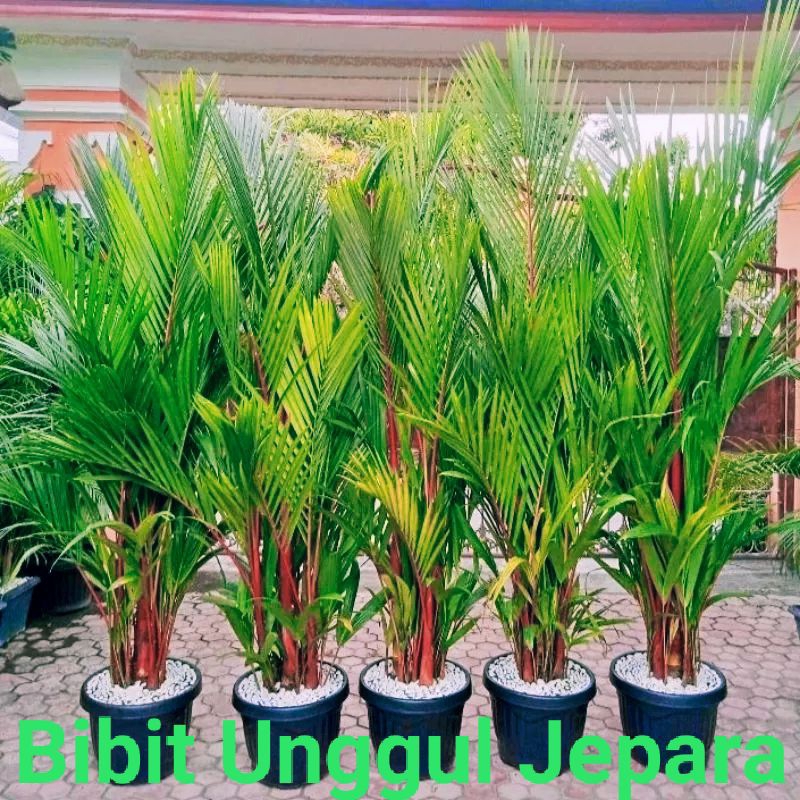 PALEM MERAH PINANG MERAH