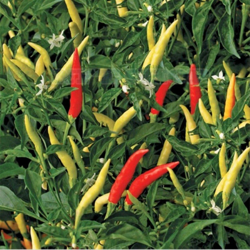 Benih Biji Cabe Rawit Cabai Dewata Pedas Hibrida F1