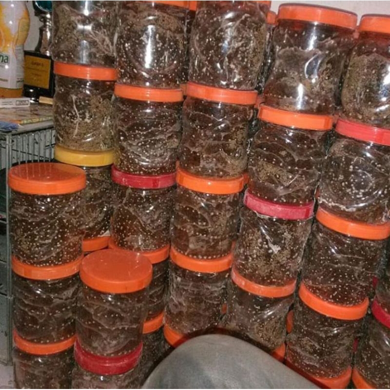 BIBIT SEMUT RANGRANG PENGHASIL.KROTO SUPER PAKET EXTRA 30 TOPLES FREE 1 MASTER RATU