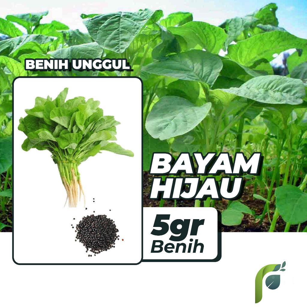 Benih Bibit Bayam Hijau 5gr Dua Ribuan PG KDR