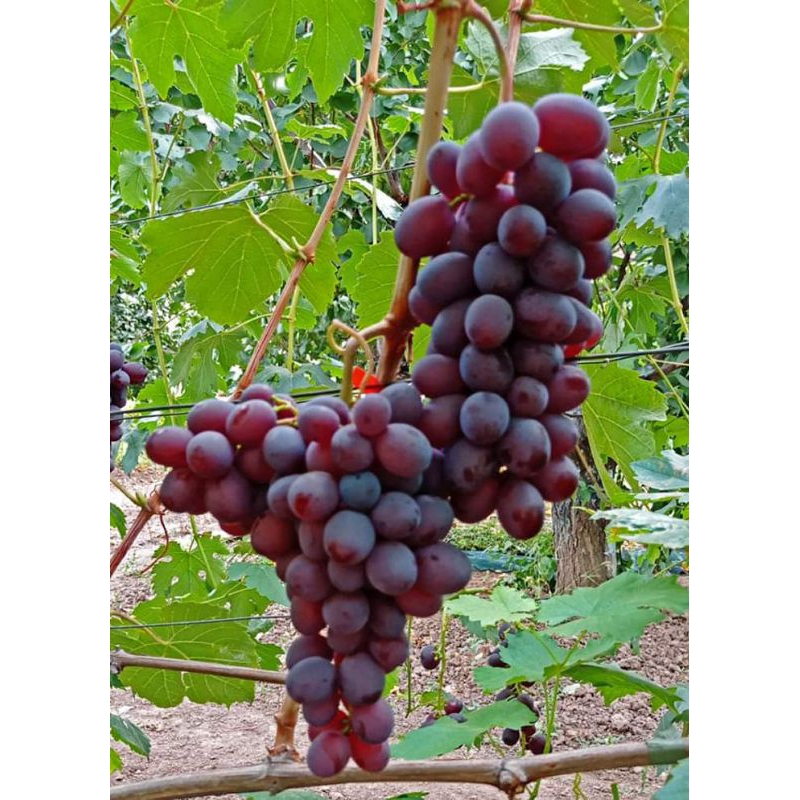 Anggur import strawberry RS so4, 5bb, DG US